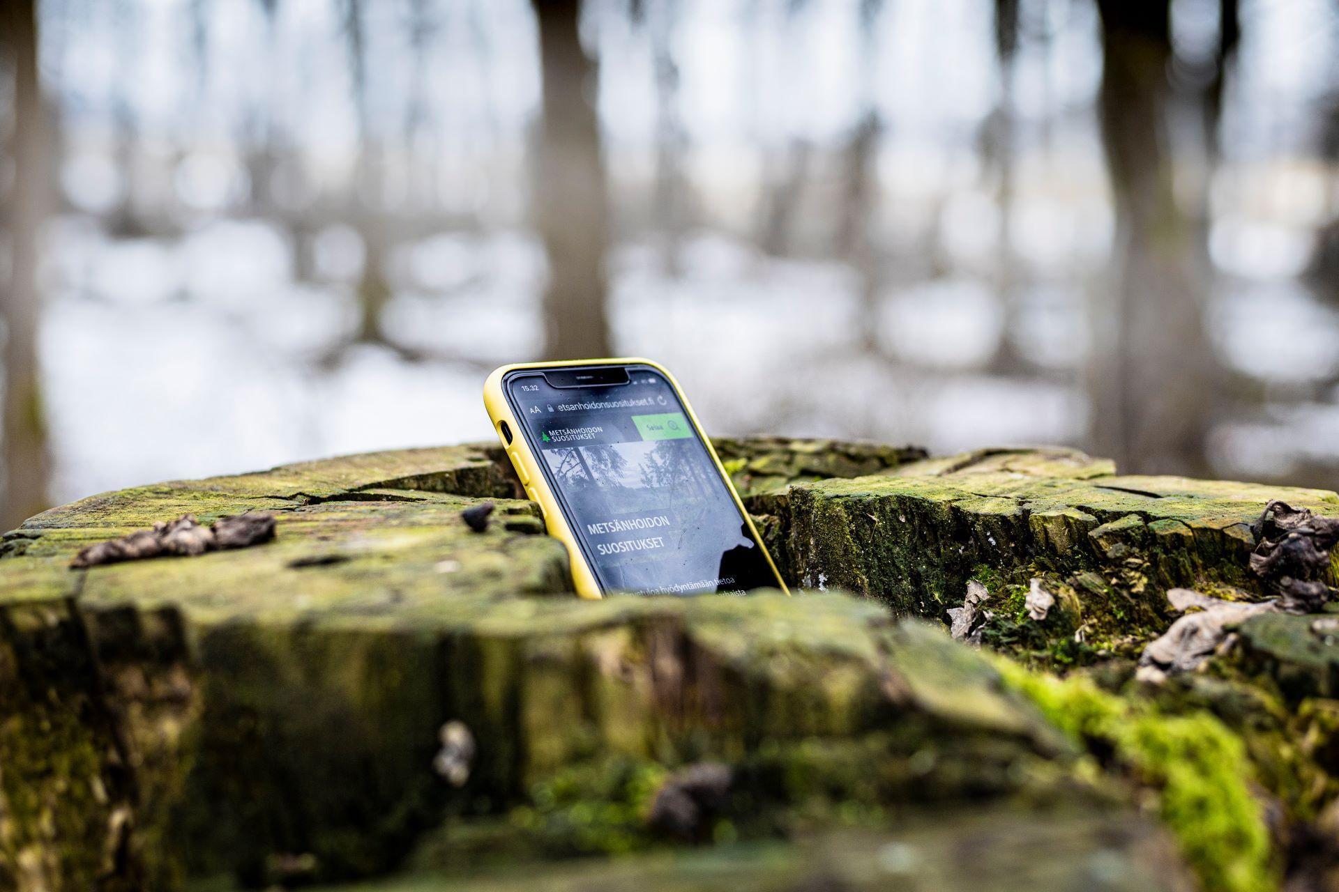 Mobile in a tree trunk