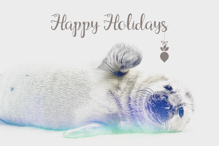 Happy Holidays text with a picture of a seal